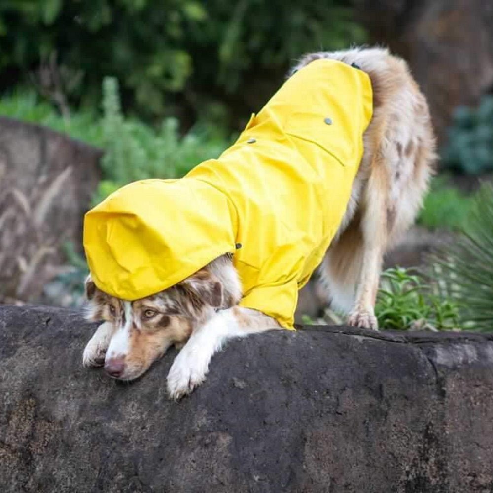 Dog Raincoat - Yellow - Raincoats from . at DoggyTopia