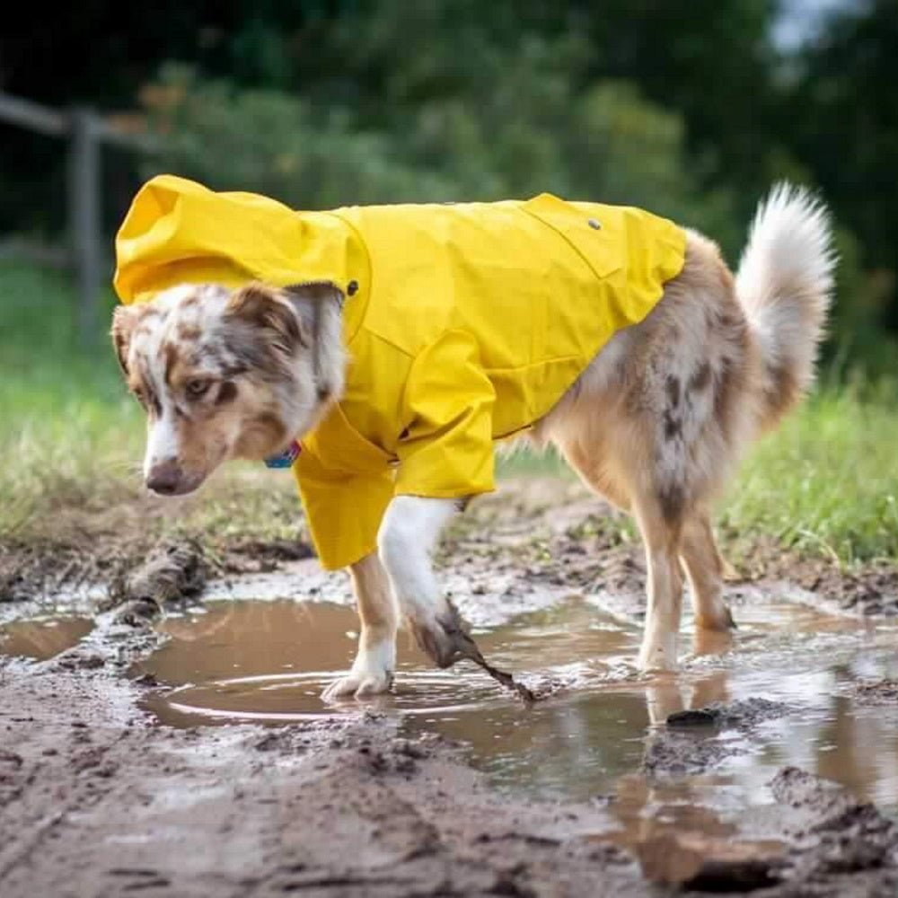 Dog Raincoat - Yellow - Raincoats from . at DoggyTopia