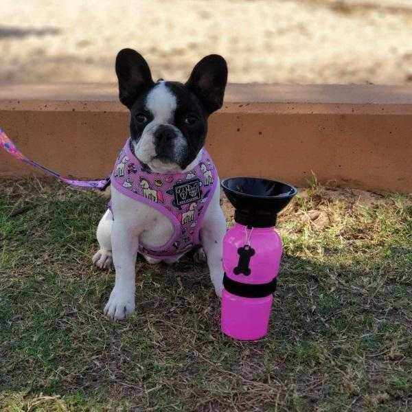 Dog Travel Water Squeeze Bottle 500ml - Travel Bottles from . at DoggyTopia