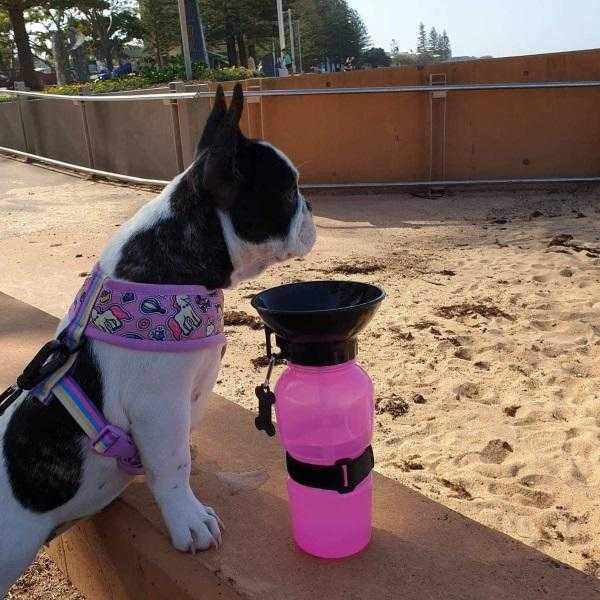 Dog Travel Water Squeeze Bottle 500ml - Travel Bottles from . at DoggyTopia
