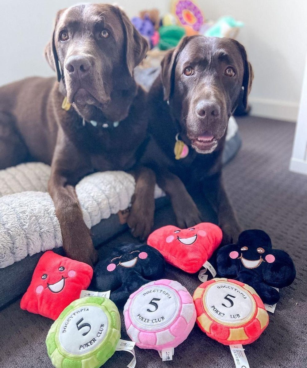 DoggyTopia Poker Club - Club Dog Toy - Plush Toys from Sale at DoggyTopia