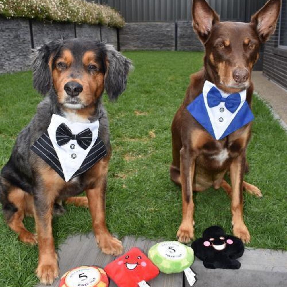 DoggyTopia Poker Club - Diamond Dog Toy - Plush Toys from Sale at DoggyTopia