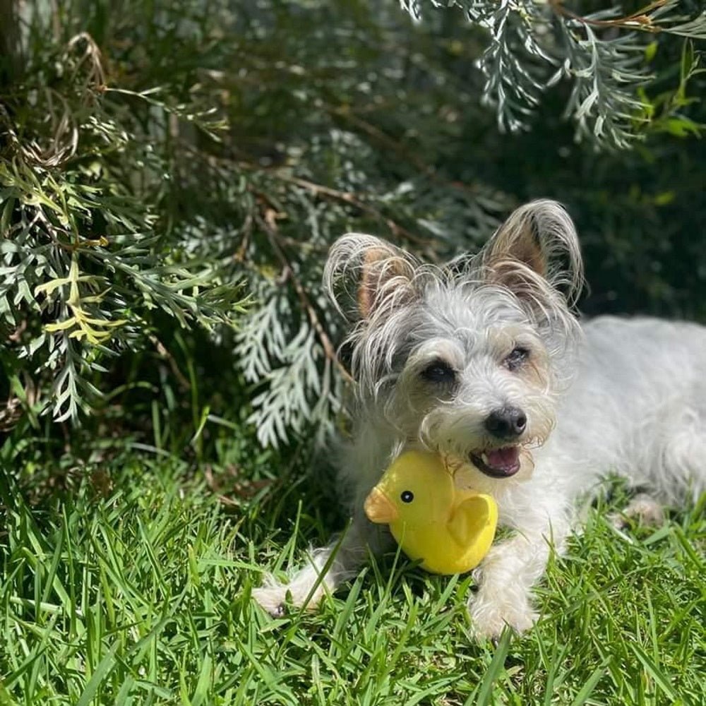 Ducky Plush Squeaker Dog Toy - Plush Toys from . at DoggyTopia