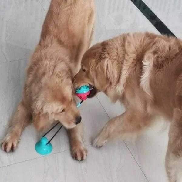 Enrichment Ball Suction Tug Toy - Suction Enrichment Toys from . at DoggyTopia