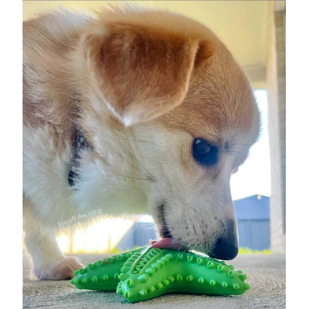 Enrichment Starfish Squeaker Dog Toy - Enrichment Toys from . at DoggyTopia