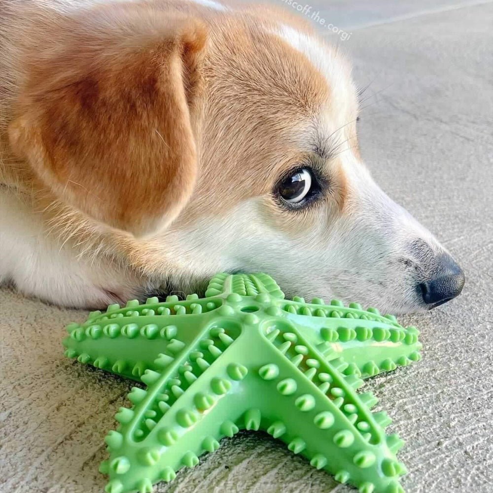 Enrichment Starfish Squeaker Dog Toy - Enrichment Toys from . at DoggyTopia