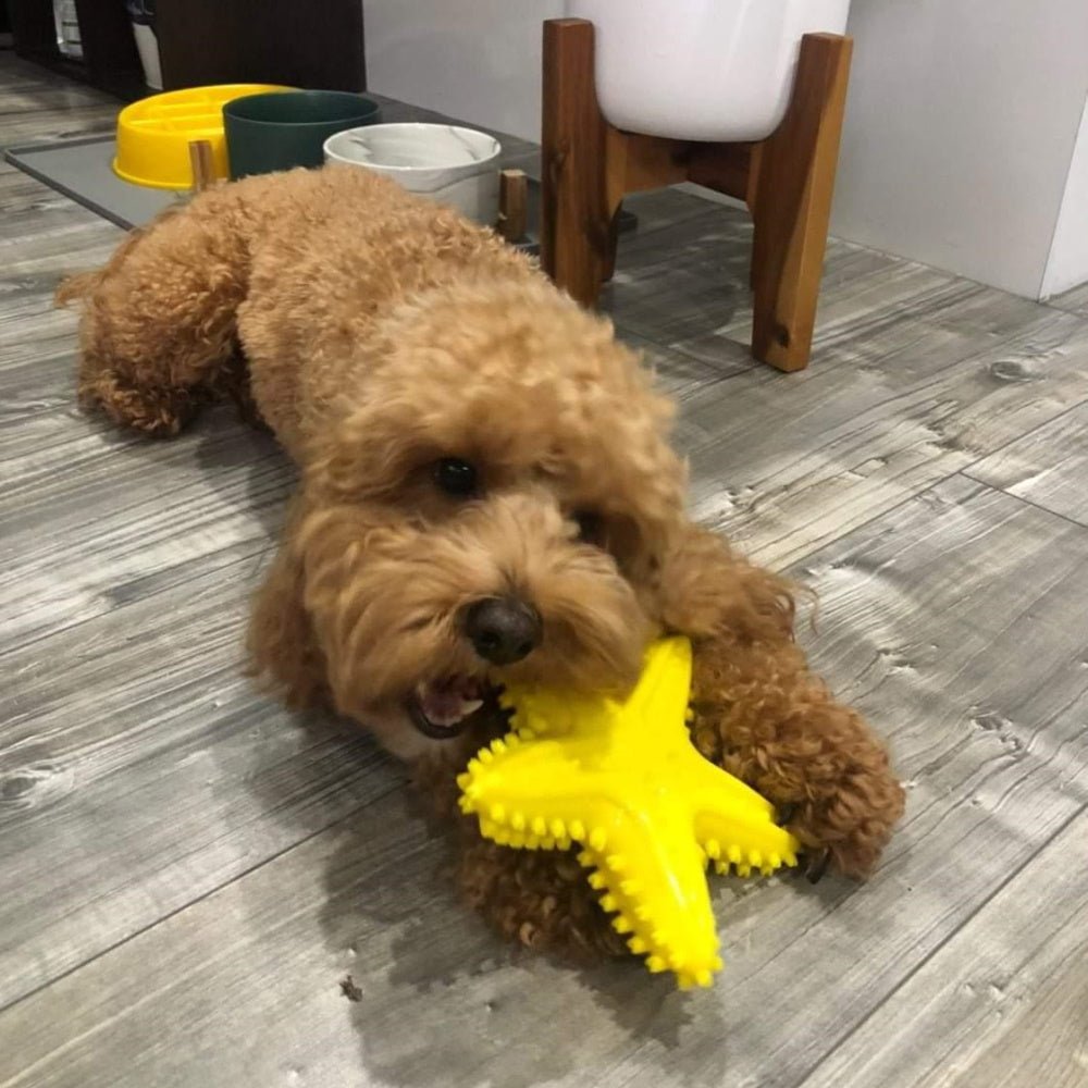 Enrichment Starfish Squeaker Dog Toy - Enrichment Toys from . at DoggyTopia