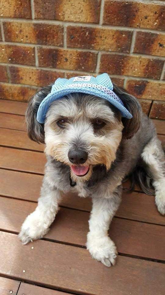 Full Brim Dog Sun Hat Blue - Dog Sun Hat from . at DoggyTopia