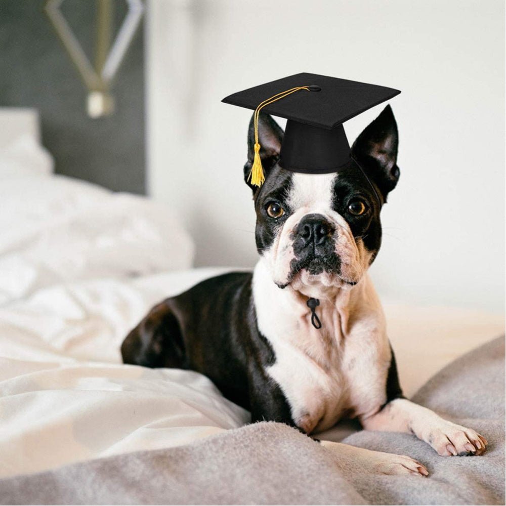 Graduation Hat and Bow Tie - Graduation Hat from . at DoggyTopia