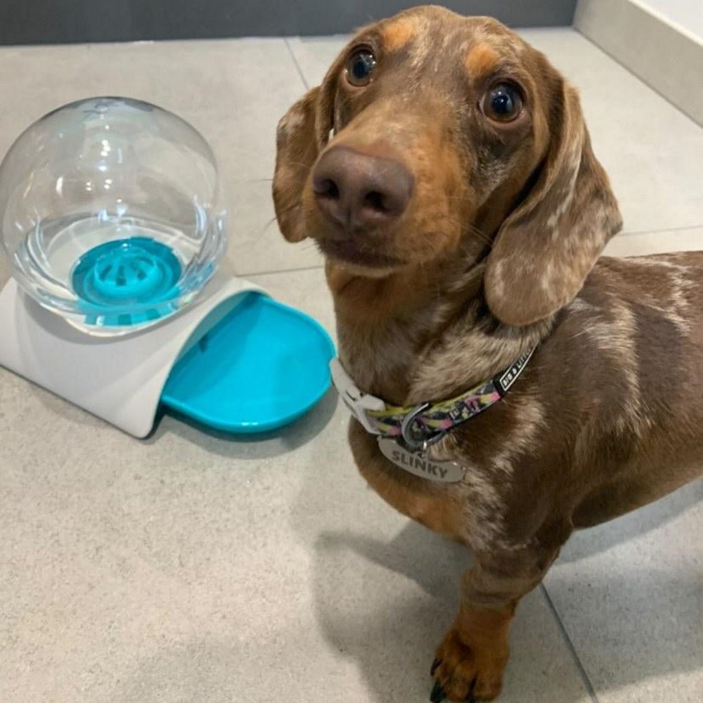 Gravity Water Bubble Fountain - Water Fountain from . at DoggyTopia