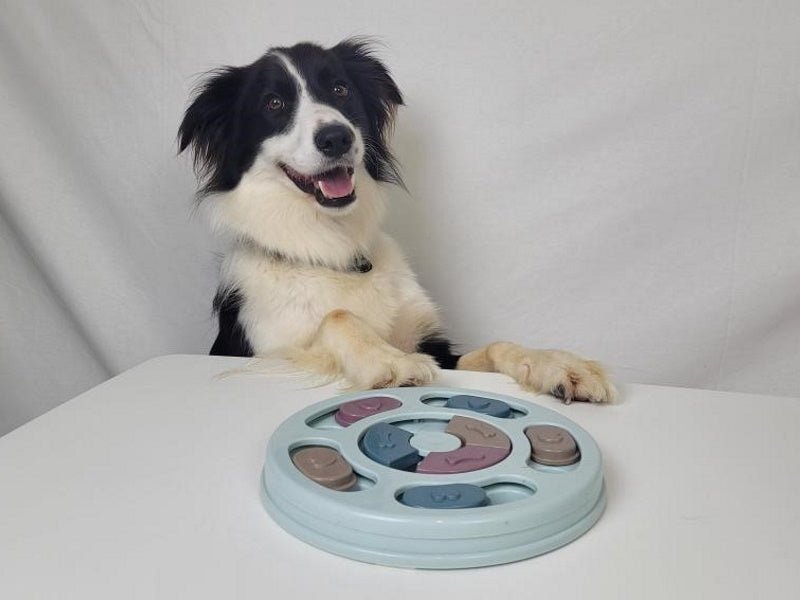 Hide And Slide Treat Puzzle - Puzzles from . at DoggyTopia