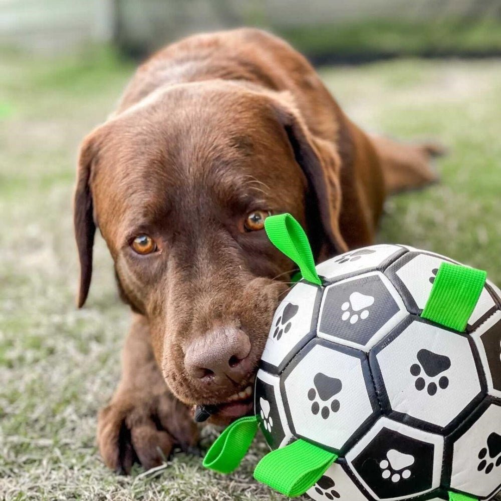 Interactive Dog Soccer Ball With Grab Tabs - Interactive Toys from . at DoggyTopia