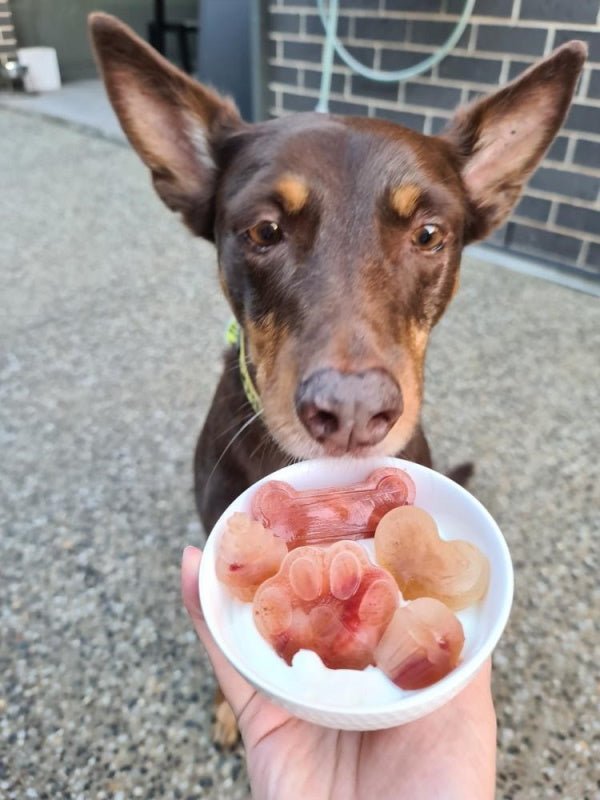 L'Barkery Doggie Pupsicles - Treats from L'Barkery at DoggyTopia