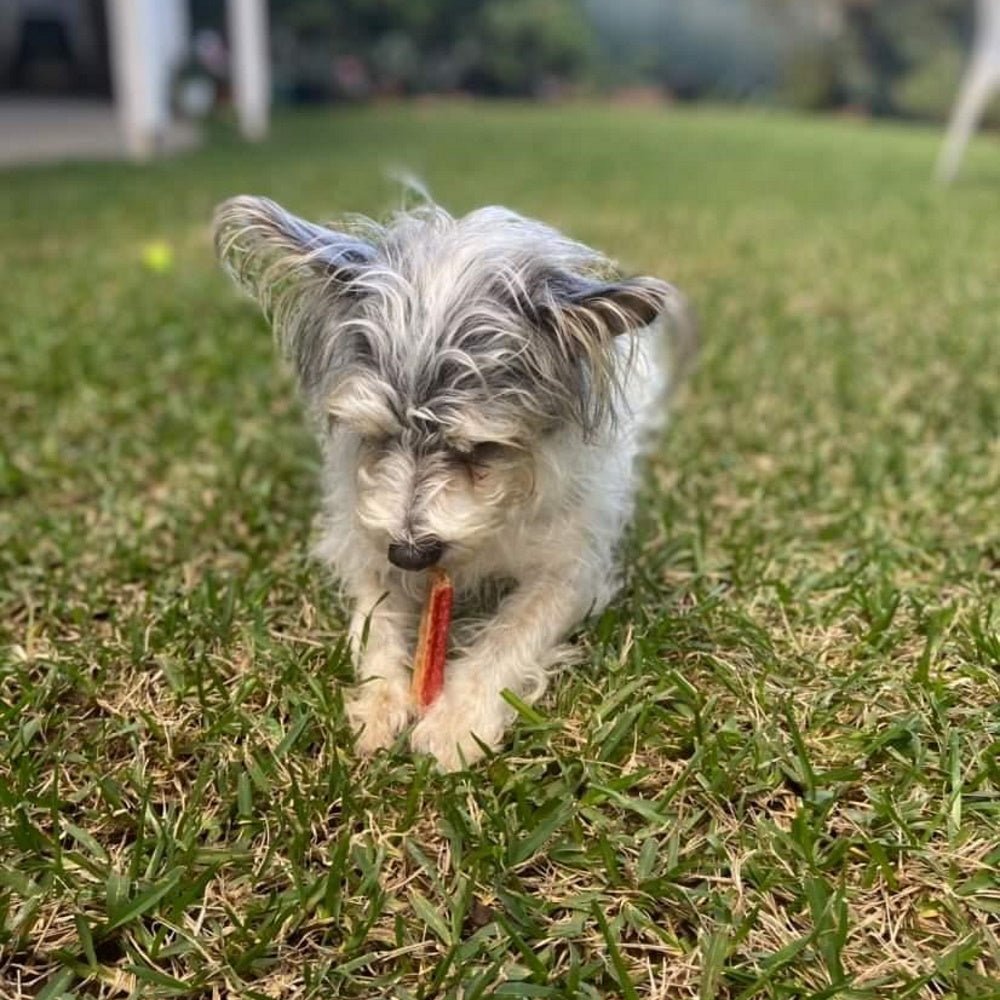 L'Barkery Fish n Prawn Sticks - Treats from L'Barkery at DoggyTopia