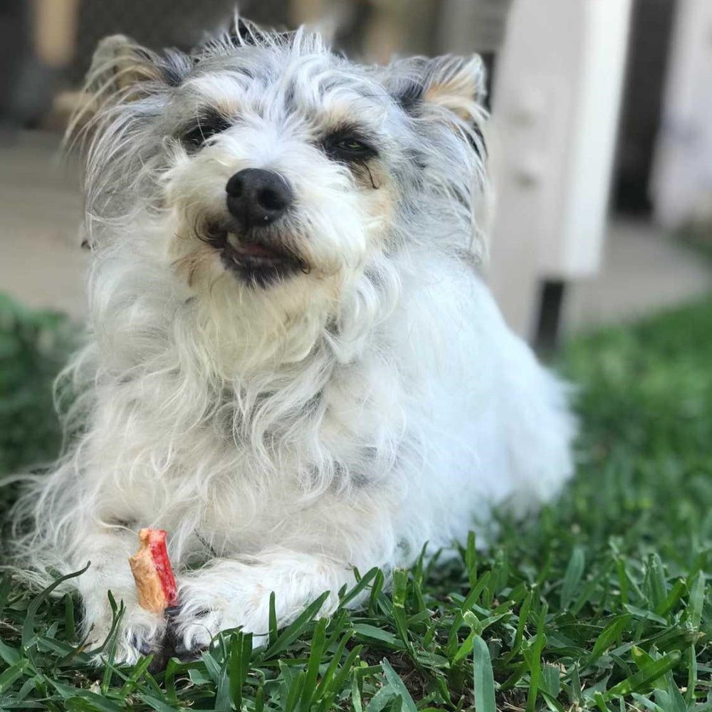 L'Barkery Fish n Prawn Sticks - Treats from L'Barkery at DoggyTopia
