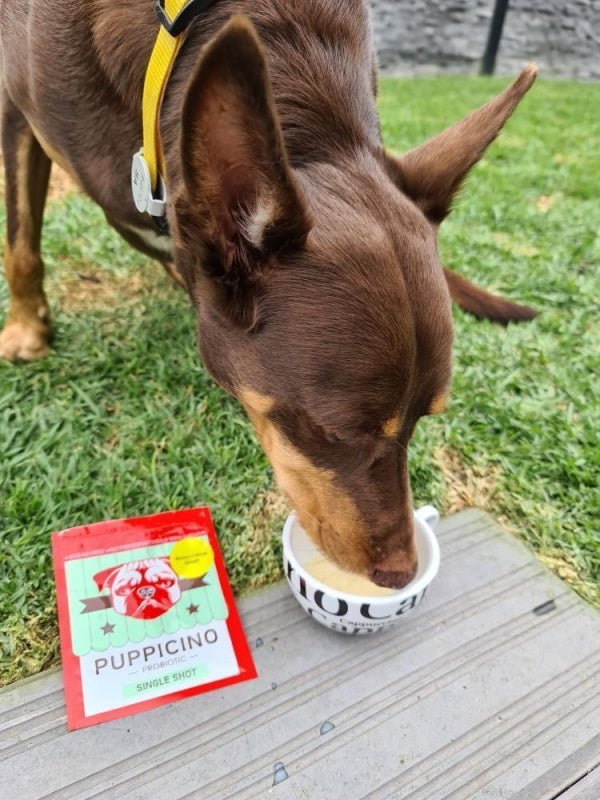 L'Barkery Puppicino - Banana n Mango Delight - Beverages from L'Barkery at DoggyTopia