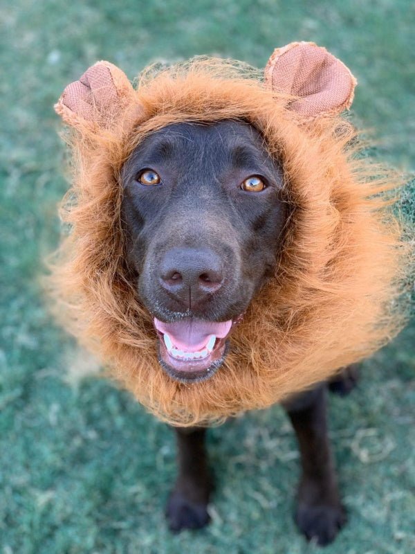 Lion Mane Dog Costume - Medium to Large Dogs - Costumes from Halloween at DoggyTopia