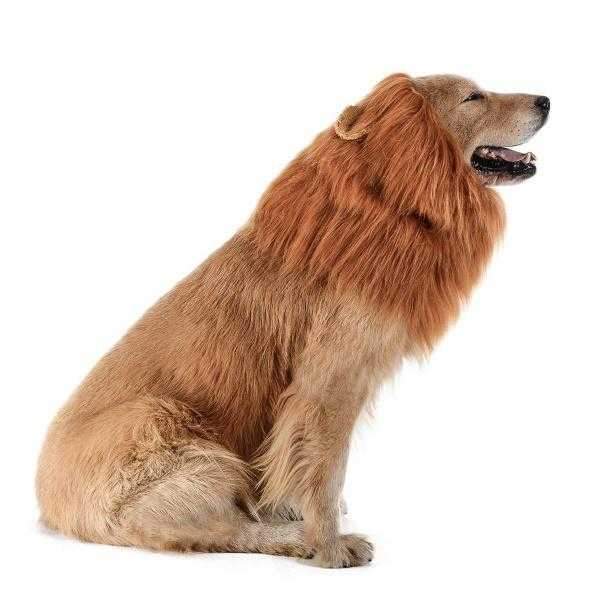 Lion Mane Dog Costume - Medium to Large Dogs - Costumes from Halloween at DoggyTopia