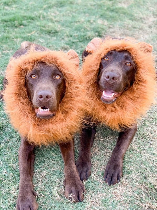 Lion Mane Dog Costume - Medium to Large Dogs - Costumes from Halloween at DoggyTopia