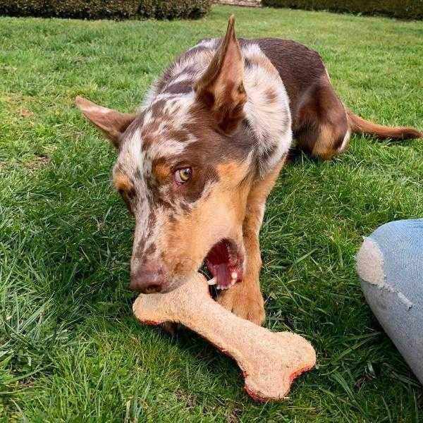 Loofah Bone Dental Toy - Large - Dental Toys from . at DoggyTopia