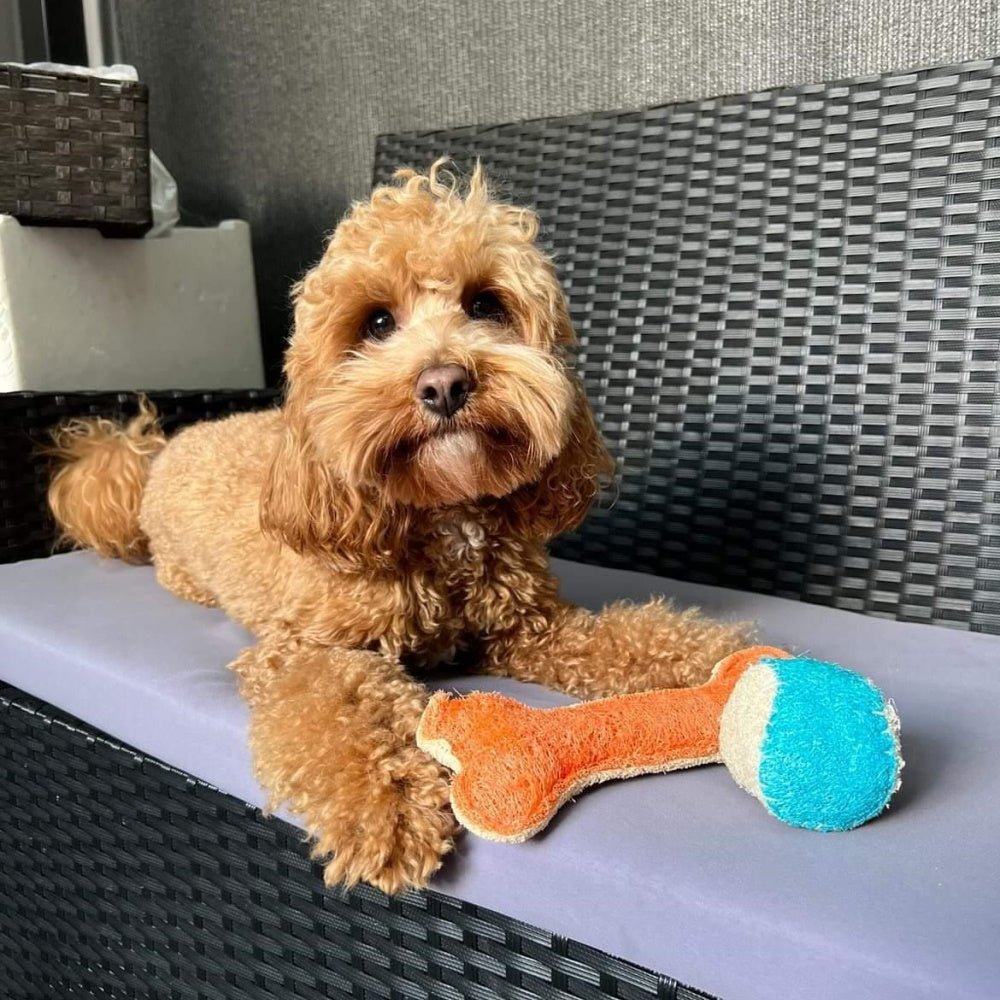 Loofah Bone Dental Toy - Large - Dental Toys from . at DoggyTopia