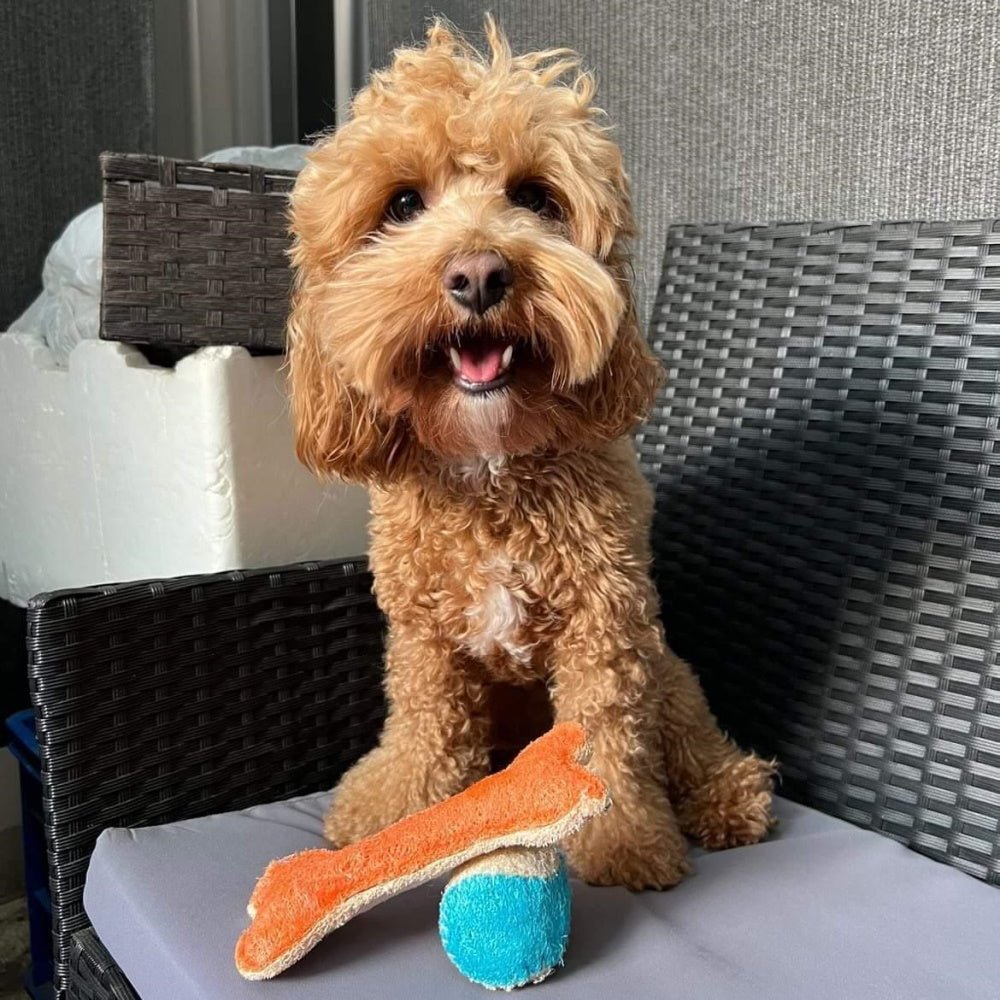 Loofah Bone Dental Toy - Large - Dental Toys from . at DoggyTopia