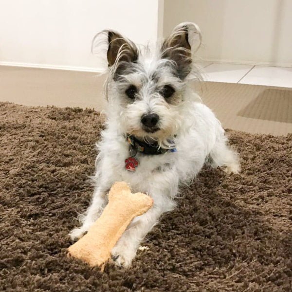 Loofah Bone Dental Toy - Small - Dental Toys from . at DoggyTopia