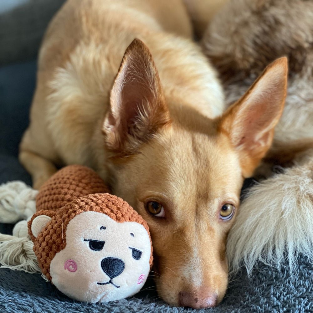 Marley Monkey Rope Squeaker Toy - Plush and Rope Toys from . at DoggyTopia