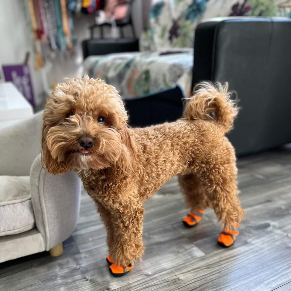 Neoprene Dog Shoes - Dog Shoes from . at DoggyTopia