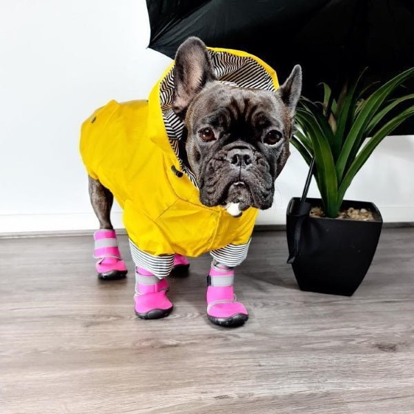 Neoprene Dog Shoes - Dog Shoes from . at DoggyTopia