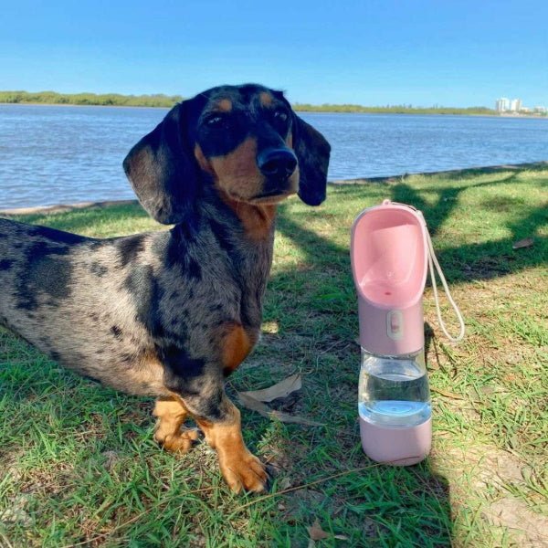 On - The - Go Water & Snack Bottle - Travel Bottles from . at DoggyTopia