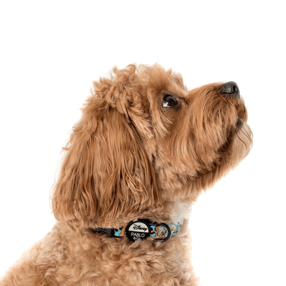 Pablo & Co The Lion King: Dog Collar - Collars from Pablo & Co Disney at DoggyTopia