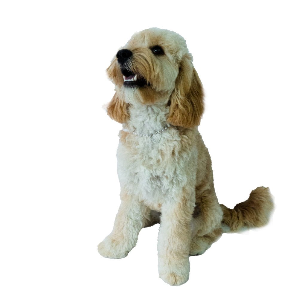 Pearl Diamante Heart Dog Necklace - Dog Necklaces from Sale at DoggyTopia