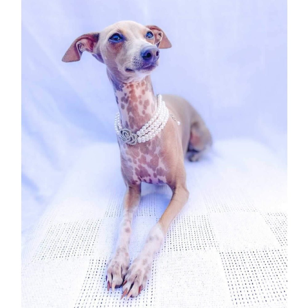 Pearl & Rose Diamante Dog Necklace - Dog Necklaces from . at DoggyTopia