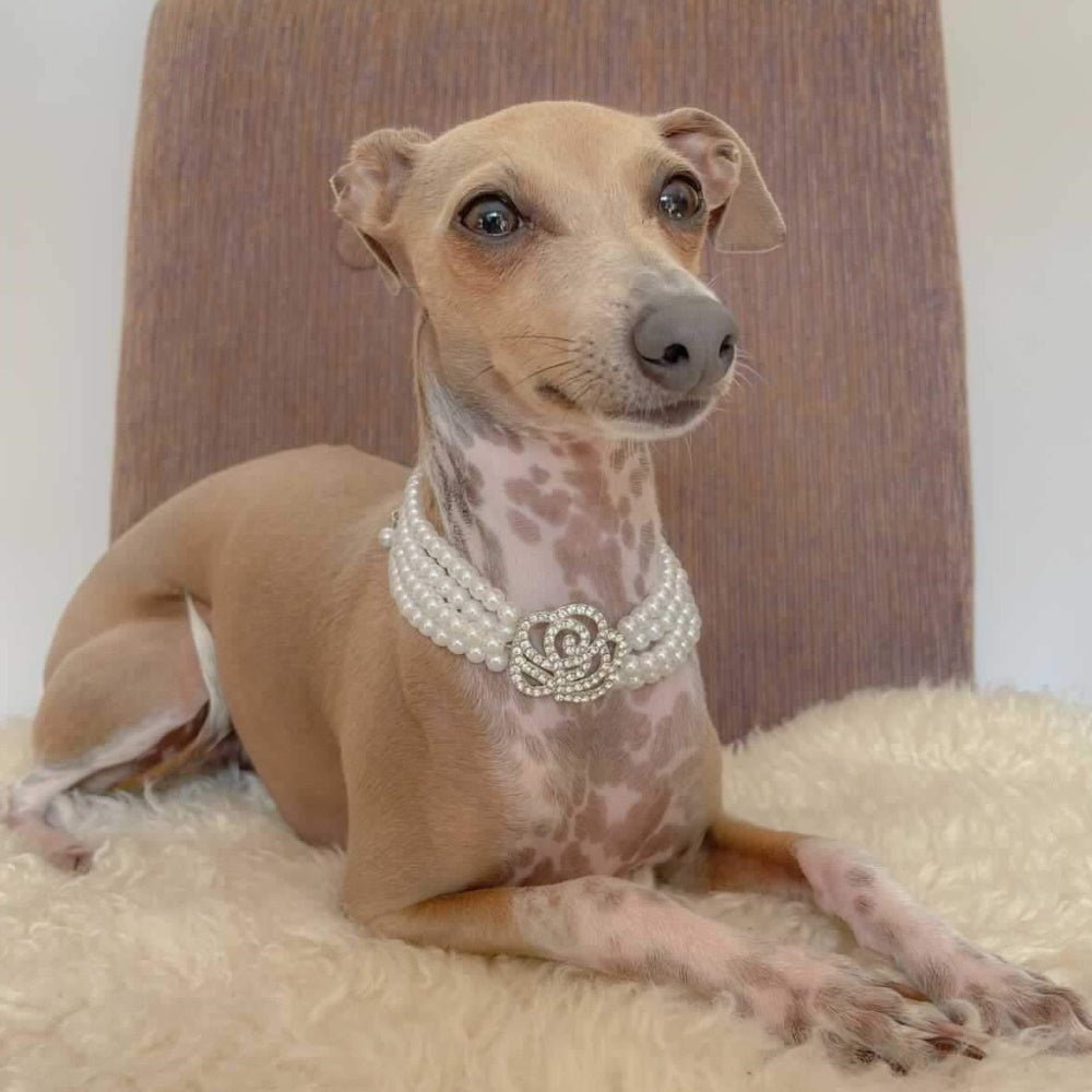 Pearl & Rose Diamante Dog Necklace - Dog Necklaces from . at DoggyTopia