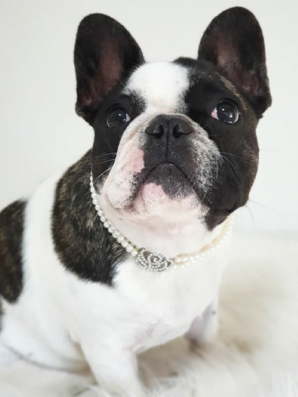 Pearl & Rose Diamante Dog Necklace - Dog Necklaces from . at DoggyTopia
