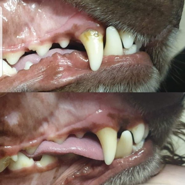 Pet Toothpaste - Oral Care from Australian Animal Oral Care at DoggyTopia