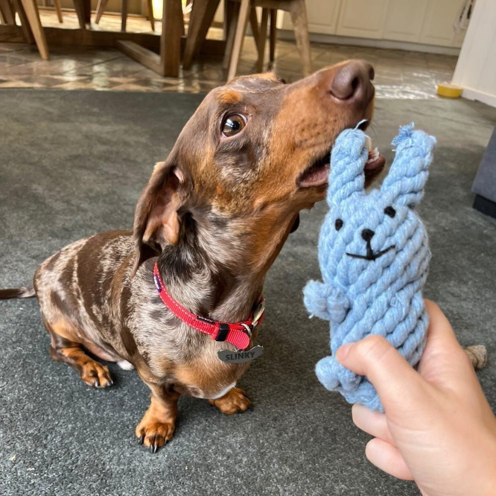 Rabbit Rope Dog Toy - Rope Toys from . at DoggyTopia