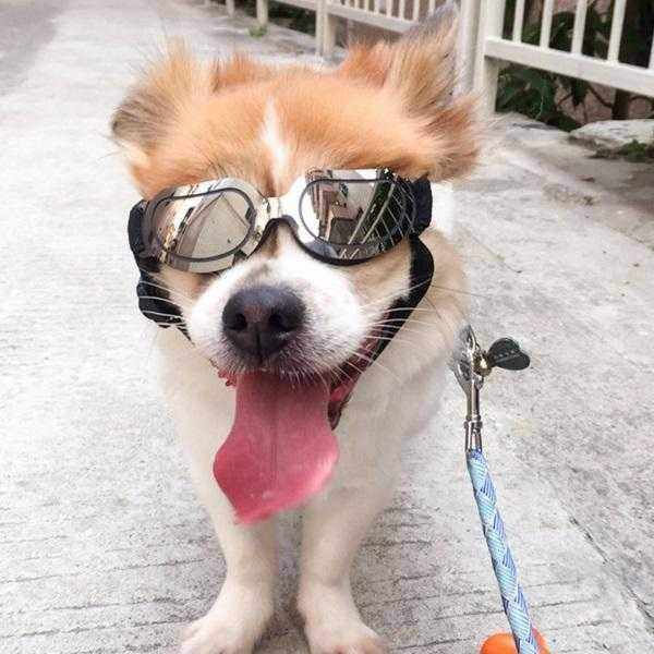 Reflective Dog Goggles - Dog Goggles from . at DoggyTopia