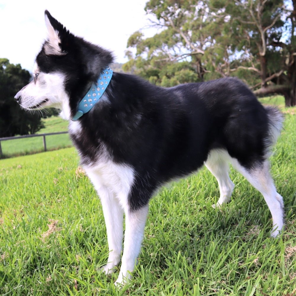 Rhinestone studded Dog Collar - Collars - Bling from . at DoggyTopia