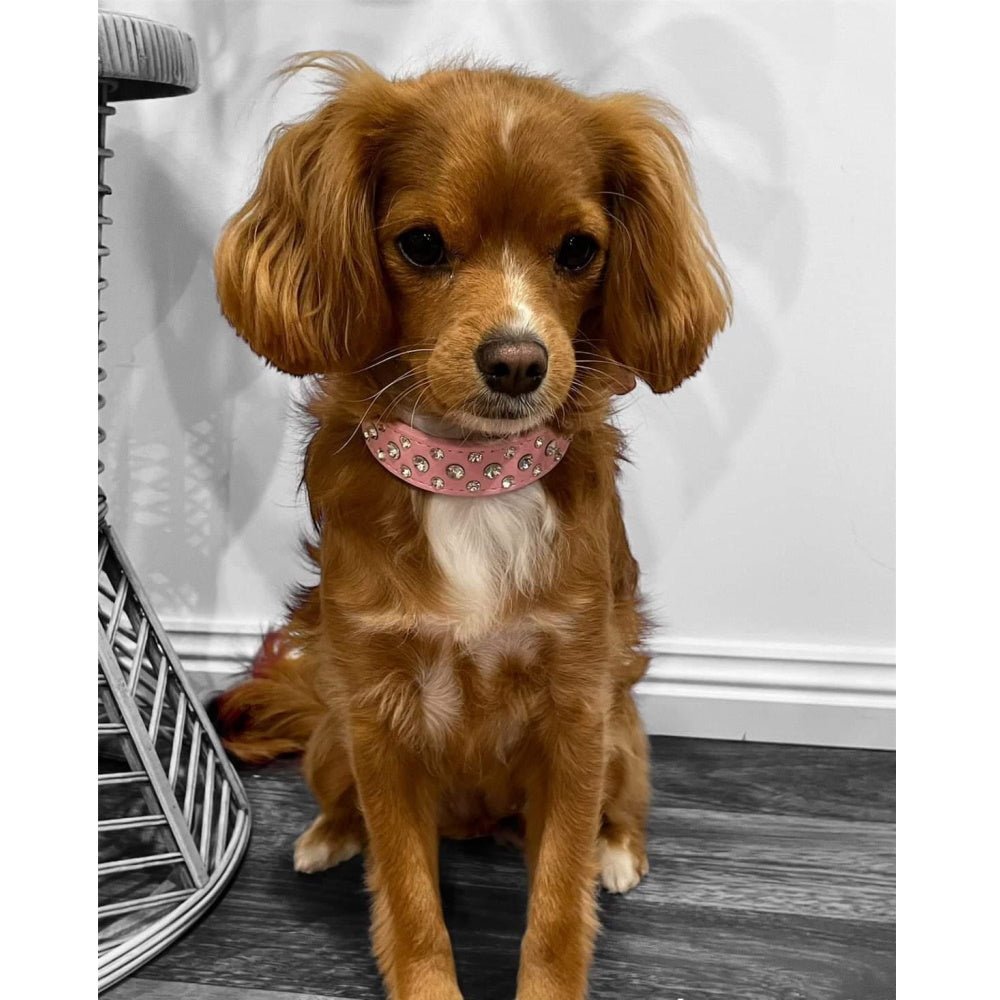 Rhinestone studded Dog Collar - Collars - Bling from . at DoggyTopia