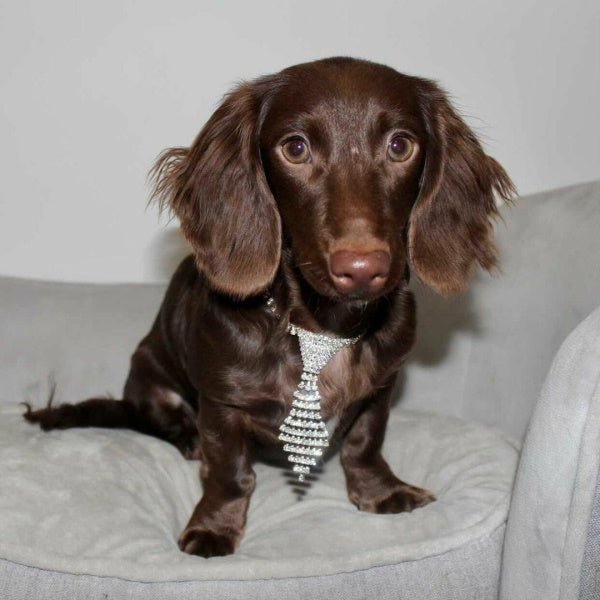 Rhinestone Tie Dog Necklace - Dog Necklaces from . at DoggyTopia