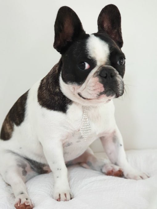 Rhinestone Tie Dog Necklace - Dog Necklaces from . at DoggyTopia