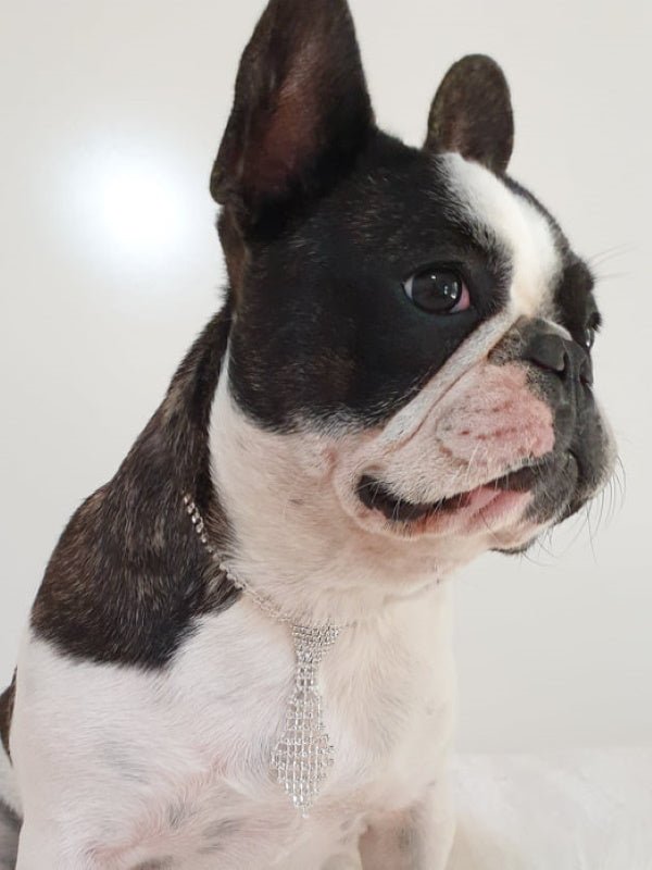 Rhinestone Tie Dog Necklace - Dog Necklaces from . at DoggyTopia