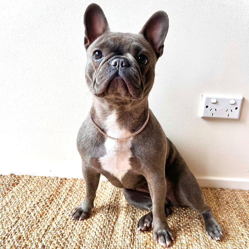 Rose Gold Diamante Flower Dog Necklace - Dog Necklaces from Sale at DoggyTopia