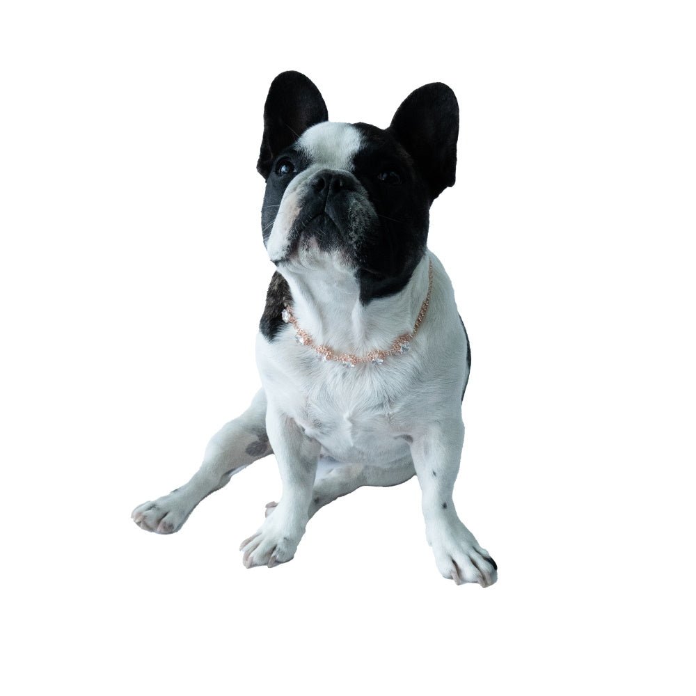 Rose Gold Diamante Solitaire Dog Necklace - Dog Necklaces from Sale at DoggyTopia