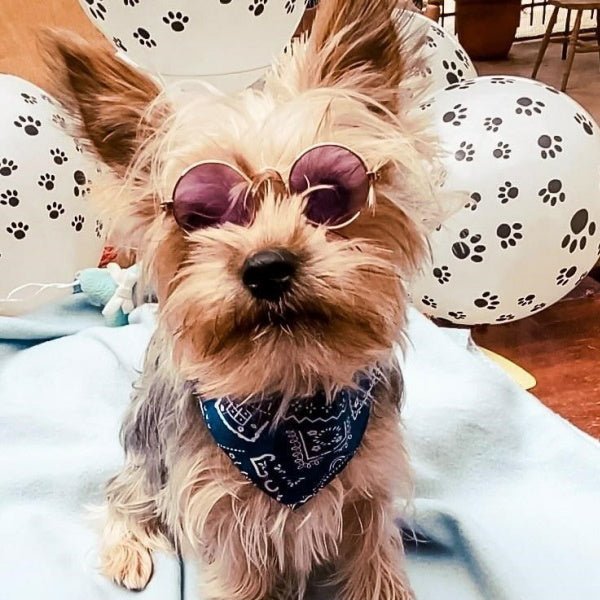 Round Fashion Dog Sunglasses - Sunglasses from . at DoggyTopia