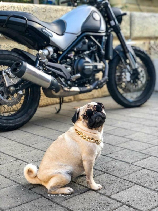 Round Fashion Dog Sunglasses - Sunglasses from . at DoggyTopia