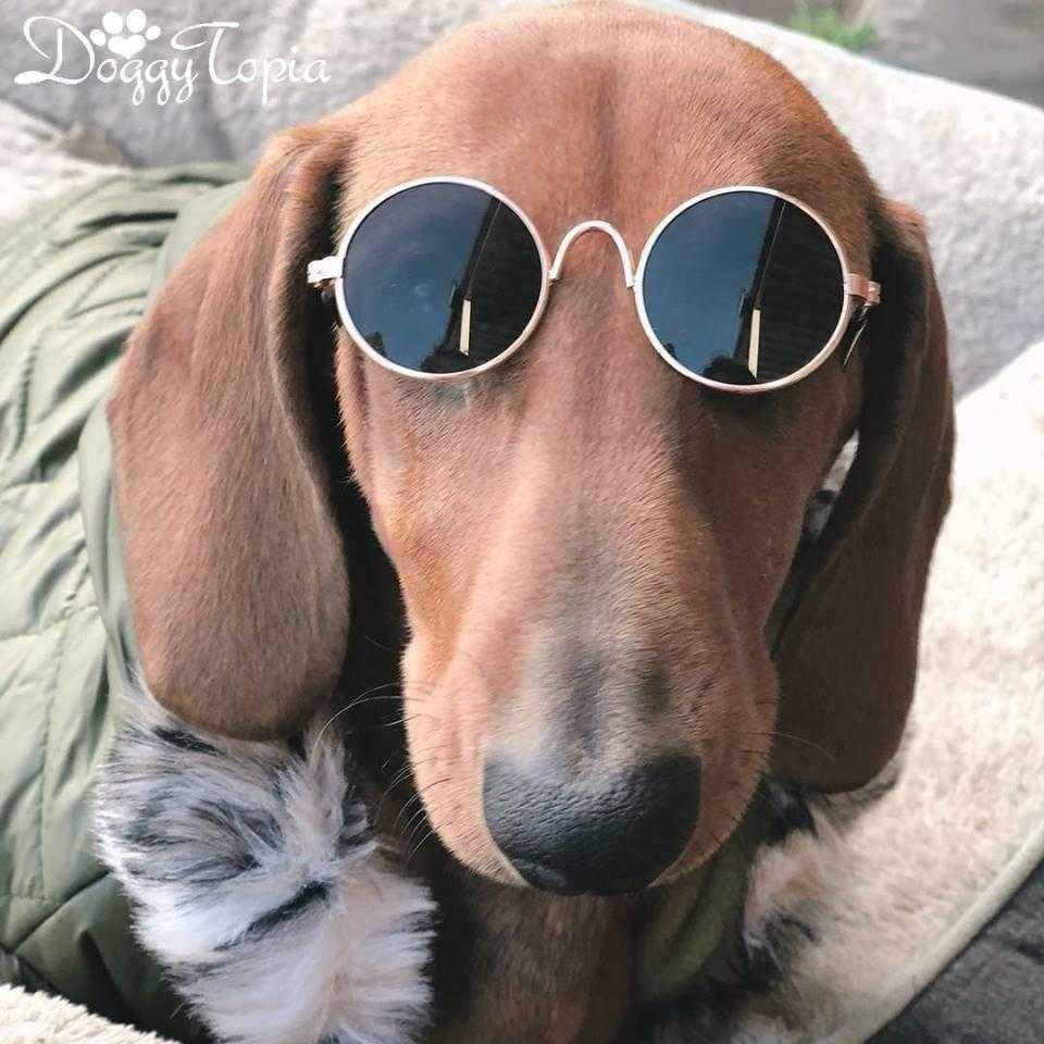Round Fashion Dog Sunglasses - Sunglasses from . at DoggyTopia