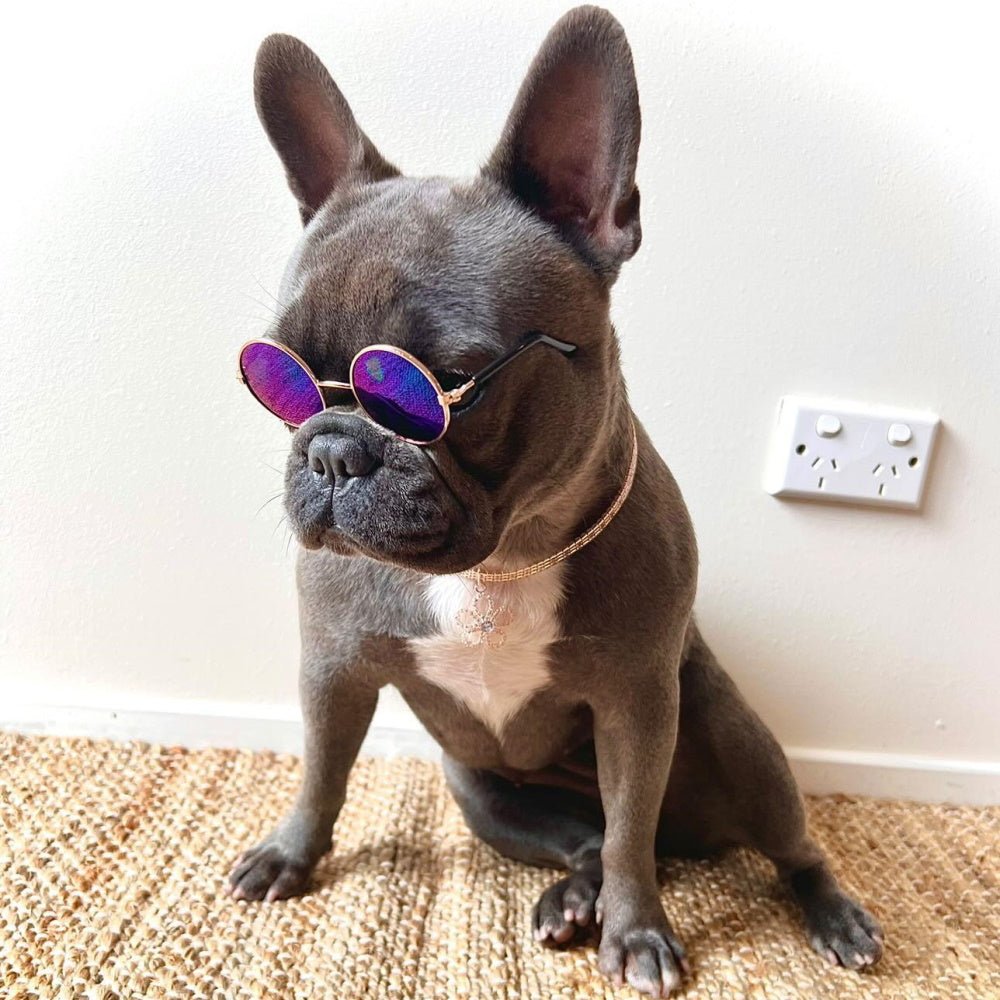 Round Fashion Dog Sunglasses - Sunglasses from . at DoggyTopia
